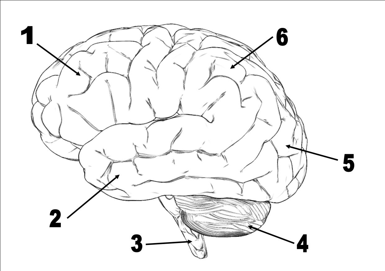 Neuroscience And Behavior Quiz Questions